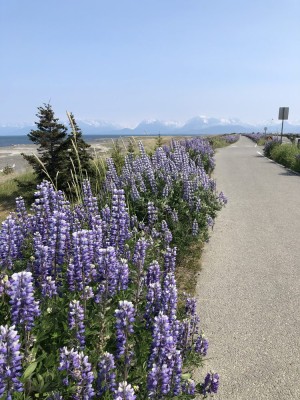 Photo of Homer Spit Trail